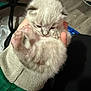 Snowball is registered to the contest to win money with this photo: kitten, cat, kitten_face, paws, paw_pads, fur, hand, human_hand, sleeve, sweater, indoor, hardwood_floor, chair, basket, close_up, fluffy, tiny, pet, holding, cute