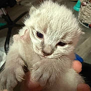 Snowball joined the competition — help win amazing prizes! kitten, cat, pet, kitten_face, fur, paws, eyes, whiskers, hand, holding, close_up, portrait, indoor, floor, toy, tiny, cute, newborn, soft_fur, domestic_animal