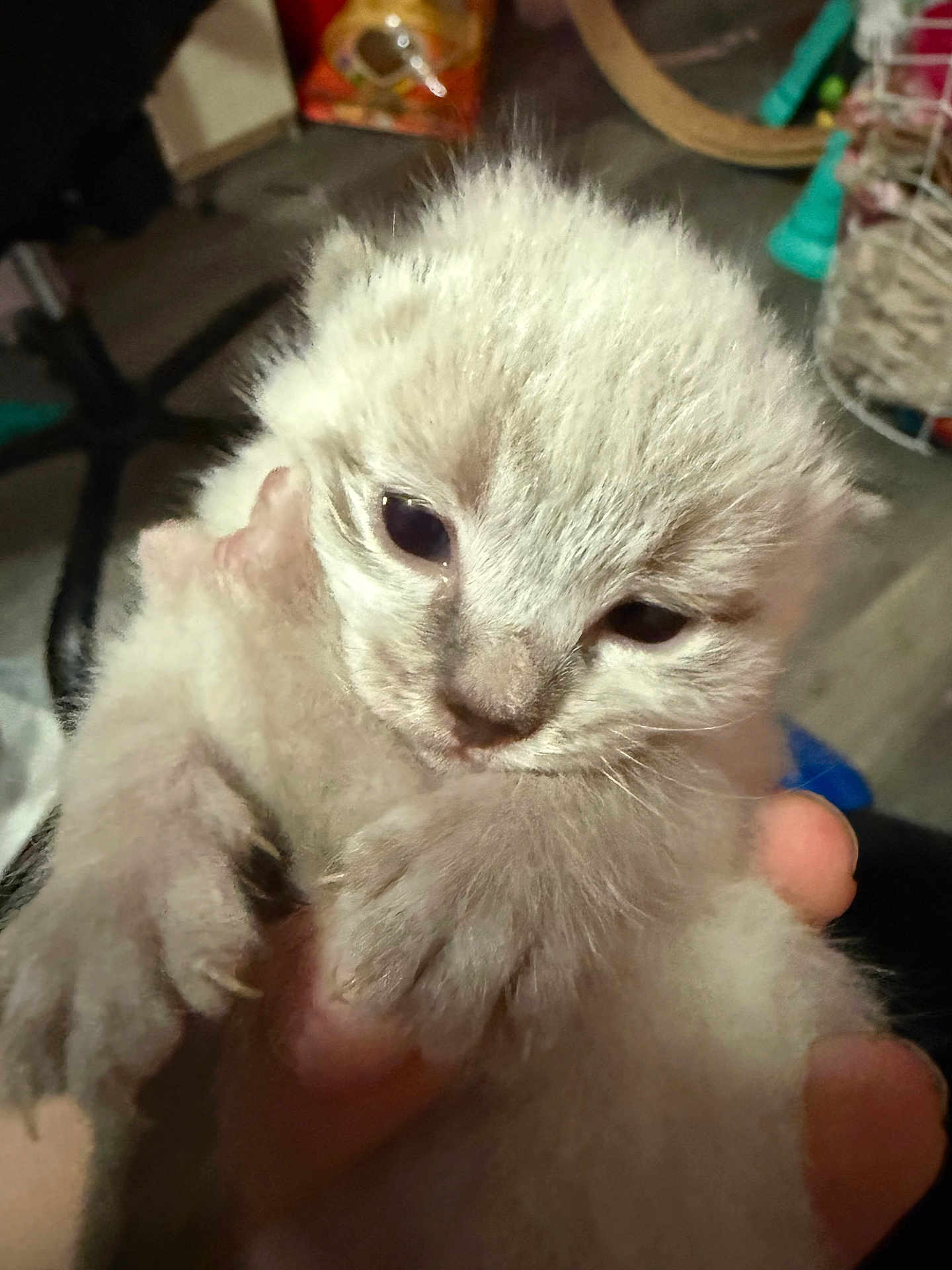 Snowball joined the competition — help win amazing prizes! kitten, cat, pet, kitten_face, fur, paws, eyes, whiskers, hand, holding, close_up, portrait, indoor, floor, toy, tiny, cute, newborn, soft_fur, domestic_animal