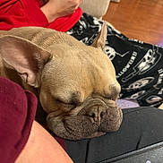 Cooper joined the competition — help win amazing prizes! dog, french_bulldog, sleeping, pet, couch, blanket, human, hand, smartphone, ear, nose, fur, closeup, indoor, living_room, laptop_sticker, cozy, muzzle, red_sweater, resting