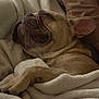 Cooper is registered to the contest to win money with this photo: dog, french_bulldog, sleeping, blanket, cozy, pet, indoor, close_up, paw, ear, snout, wrinkles, plush, resting, nap, bedding, soft_texture, couch, relaxed, warm