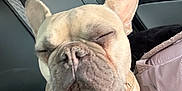 Cooper joined the competition — help win amazing prizes! dog, french_bulldog, pet, sleepy, yawning, harness, backseat, car_interior, close_up, wrinkles, ears, snout, beige_coat, seat, window, travel, passenger, leather_seat, nose, companion