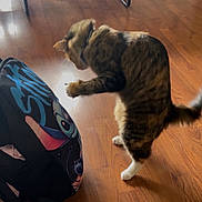 Halibut is registered to the contest to win money with this photo: cat, tabby_cat, pet, backpack, stitch_character, hardwood_floor, paw, white_paws, fur, collar, indoor, motion_blur, playful, pounce, bag_strap, cartoon_graphic, floorboard, shadow, furniture_leg, domestic