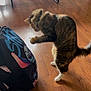 cat, tabby_cat, pet, backpack, stitch_character, hardwood_floor, paw, white_paws, fur, collar, indoor, motion_blur, playful, pounce, bag_strap, cartoon_graphic, floorboard, shadow, furniture_leg, domestic