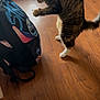 cat, tabby_cat, pet, indoor, wood_floor, backpack, cartoon_backpack, blanket, paws, white_paws, standing, playful, motion_blur, tail, collar, furniture_leg, flooring, vertical_photo, closeup, action