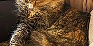 Halibut joined the competition — help win amazing prizes! cat, sleeping, tortoiseshell, long_haired, whiskers, paw, ear, fur, cozy, couch, blanket, indoor, pet, nap, close_up, relaxed, portrait, upholstery, warm_lighting, curled_up