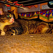 Dewey is registered to the contest to win money with this photo: cat, tabby, indoor, carpet, bed, bed_skirt, feline, pet, resting, curious, whiskers, paws, fur, close_up, animal, domestic_animal, colorful, quiet, hidden, cozy
