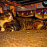 cat, tabby, indoor, carpet, bed, bed_skirt, feline, pet, resting, curious, whiskers, paws, fur, close_up, animal, domestic_animal, colorful, quiet, hidden, cozy