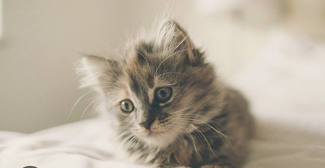 Olaf participe au concours pour gagner de l'argent avec cette photo : carnivore, cat, eye, fawn, felidae, fur, grass, macro_photography, monochrome, monochrome_photography, small_to_medium_sized_cats, snout, terrestrial_animal, whiskers, window
