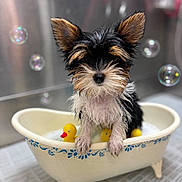 L.j. is registered to the contest to win money with this photo: bath_time, bathroom, bathtub, black_and_tan, blue_pattern, bubbles, centered_composition, ceramic_tub, cute, dog, fluffy, indoors, pet, playful, pointed_ears, portrait, puppy, rubber_ducks, small_dog, wet_fur