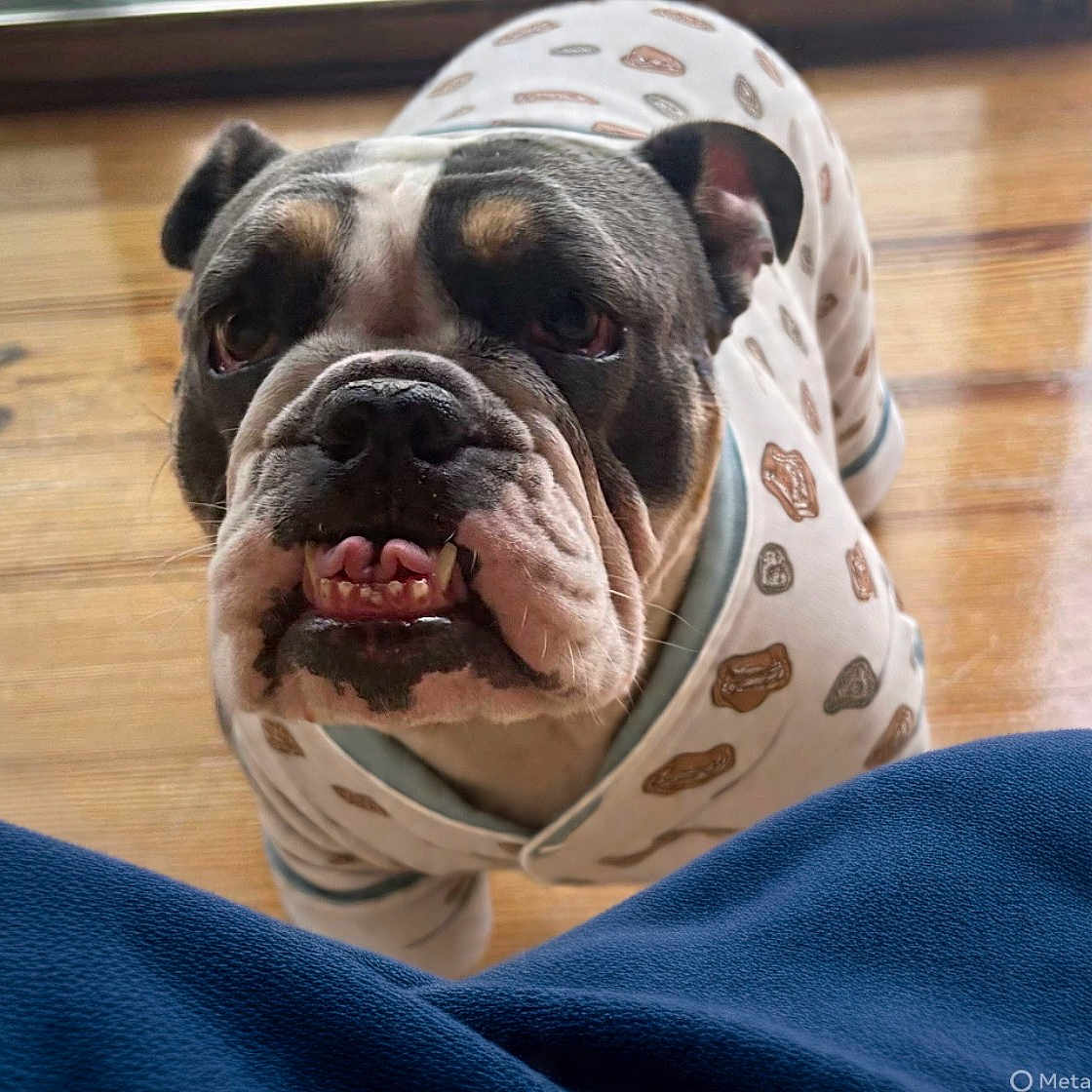 Sis joined the competition — help win amazing prizes! bulldog, dog, pet, canine, wrinkled_face, short_muzzle, brown_and_white, black_and_white, patterned_clothing, outfit, indoor, wooden_floor, close_up, portrait, looking_at_camera, teeth, tongue, ears, blue_fabric, funny_expression