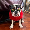 Sis is registered to the contest to win money with this photo: bulldog, dog, pet, sunglasses, red_sweater, clothing, sitting, indoors, wooden_floor, chair, furniture, portrait, front_view, animal, canine, wrinkled_face, white_and_black, fashion, reflective_lenses, funny