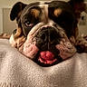 Sis joined the competition — help win amazing prizes! dog, bulldog, pet, animal, close_up, portrait, face, nose, teeth, tongue, eyes, droopy_eye, wrinkles, brown_and_white, lying_down, blanket, indoor, home, funny, relaxed