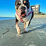 dog, bulldog, beach, sand, shoreline, ocean, seaside, blue_sky, pink_harness, wrinkles, closeup, standing, walking, paws, shells, sunlight, outdoors, beach_house, portrait, pet