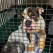 Sis is registered to the contest to win money with this photo: dog, bulldog, pet, animal, crate, kennel, cage, face, eyes, wrinkles, tongue, open_mouth, brown_white, short_fur, paws, blanket, bowl, indoors, portrait, funny