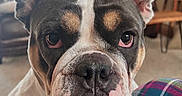 Sis is registered to the contest to win money with this photo: bulldog, dog, pet, canine, close_up, portrait, face, wrinkles, underbite, drooling, ears, eyes, black_white, brown, white, indoor, home, furniture, plaid, funny