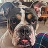 bulldog, dog, pet, canine, close_up, portrait, face, wrinkles, underbite, drooling, ears, eyes, black_white, brown, white, indoor, home, furniture, plaid, funny