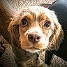 Charlie joined the competition — help win amazing prizes! american_cocker_spaniel, canidae, carnivore, cocker_spaniel, companion_dog, dog, dog_breed, ear, english_cocker_spaniel, fawn, king_charles_spaniel, mammal, photography, puppy, puppy_love, rare_breed_dog, snout, spaniel, sporting_group, vertebrate