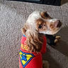 Charlie joined the competition — help win amazing prizes! canidae, carnivore, cocker_spaniel, companion_dog, dog, dog_breed, dog_clothes, rare_breed_dog, spaniel, sporting_group