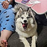 Marzanna is registered to the contest to win money with this photo: dog, blue_eyes, fluffy, couch, person, pajamas, blue_clothing, black_hearts, table, purple_device, plastic_packaging, indoor, pet, happy, tongue_out, paw, fur, relaxing, living_room, foot