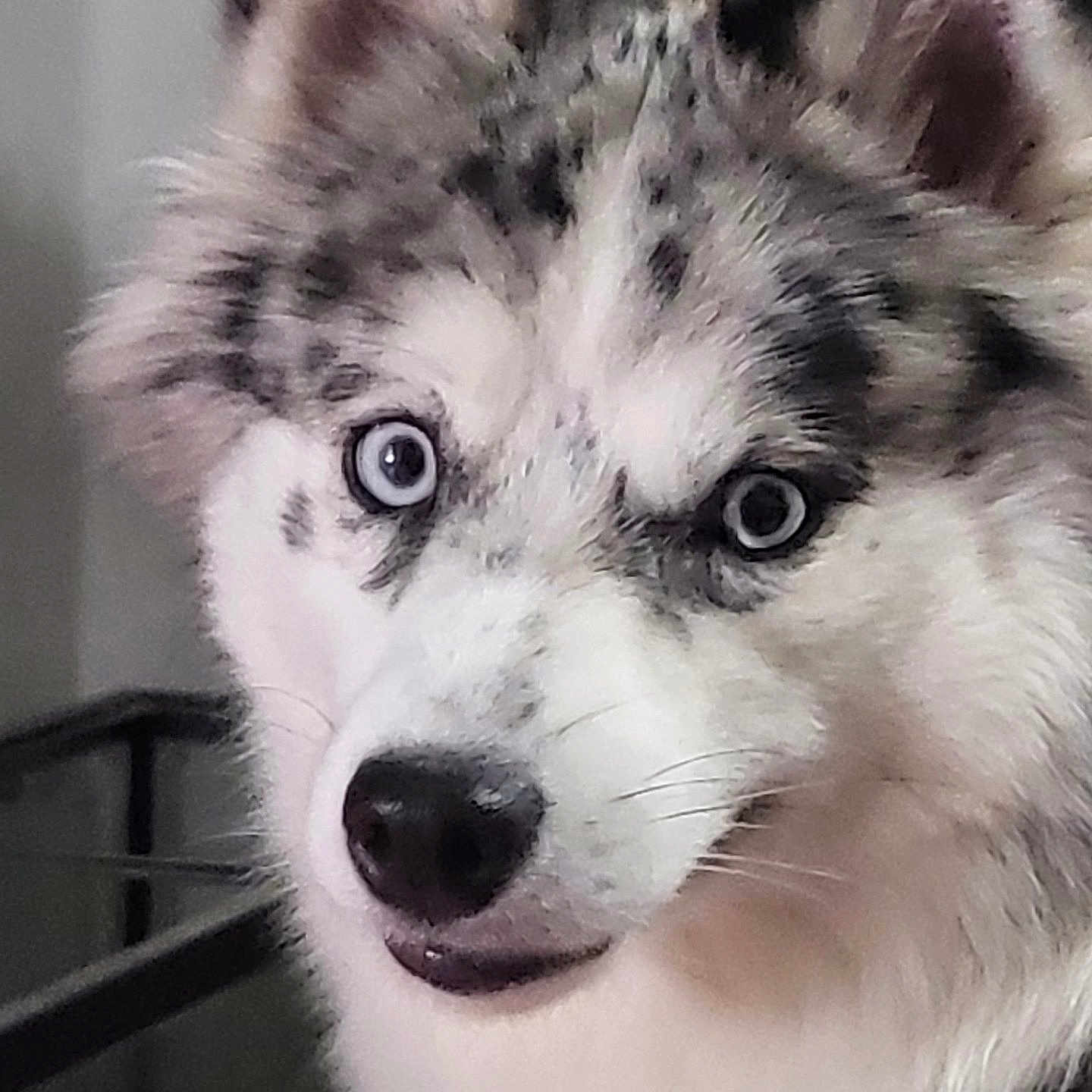 Marzanna joined the competition — help win amazing prizes! dog, close_up, blue_eyes, fluffy, pet, canine, indoor, curious, face, fur, animal, portrait, muzzle, ears, snout, whiskers, expression, friendly, domestic, companion