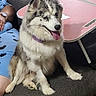 dog, sitting, couch, indoor, purple_collar, person, blue_clothing, table, phone, papers, happy, tongue_out, fluffy, fur, pet, household, relaxed, animal, companion, domestic