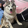 Marzanna joined the competition — help win amazing prizes! dog, blue_eyes, fluffy, sitting, tongue_out, couch, pink_tray_table, mug, papers, markers, indoor, pet, happy, furniture, household_items, closeup, domestic_animal, canine, fur, relaxed