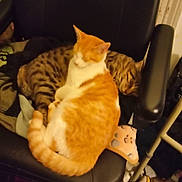 Indie is registered to the contest to win money with this photo: animal, cat, chair, companion, cozy, cute, domestic_animal, feline, fur, home, indoor, orange_cat, pet, relaxing, resting, sleeping, snuggling, soft_lighting, tabby_cat, two_cats