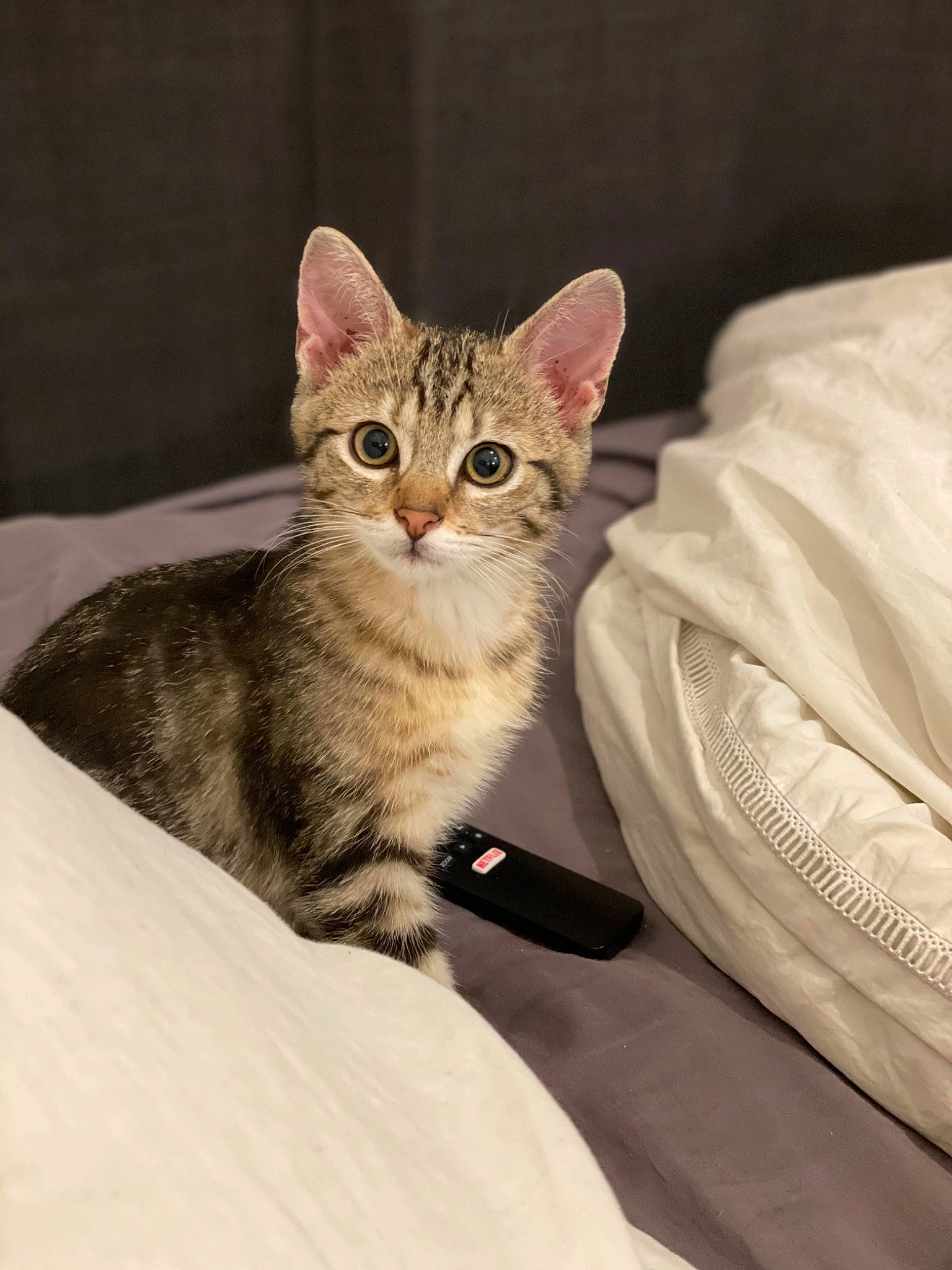 Sycile participe au concours pour gagner de l'argent avec cette photo : carnivore, cat, claw, comfort, domestic_short_haired_cat, eye, fawn, felidae, fur, paw, sitting, small_to_medium_sized_cats, snout, tail, terrestrial_animal, whiskers, wildlife