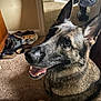 dog, german_shepherd, indoor, carpet, shoes, slippers, doorway, happy, pet, animal, closeup, smiling, ears, fur, mouth_open, tongue, floor, home, light, shadow