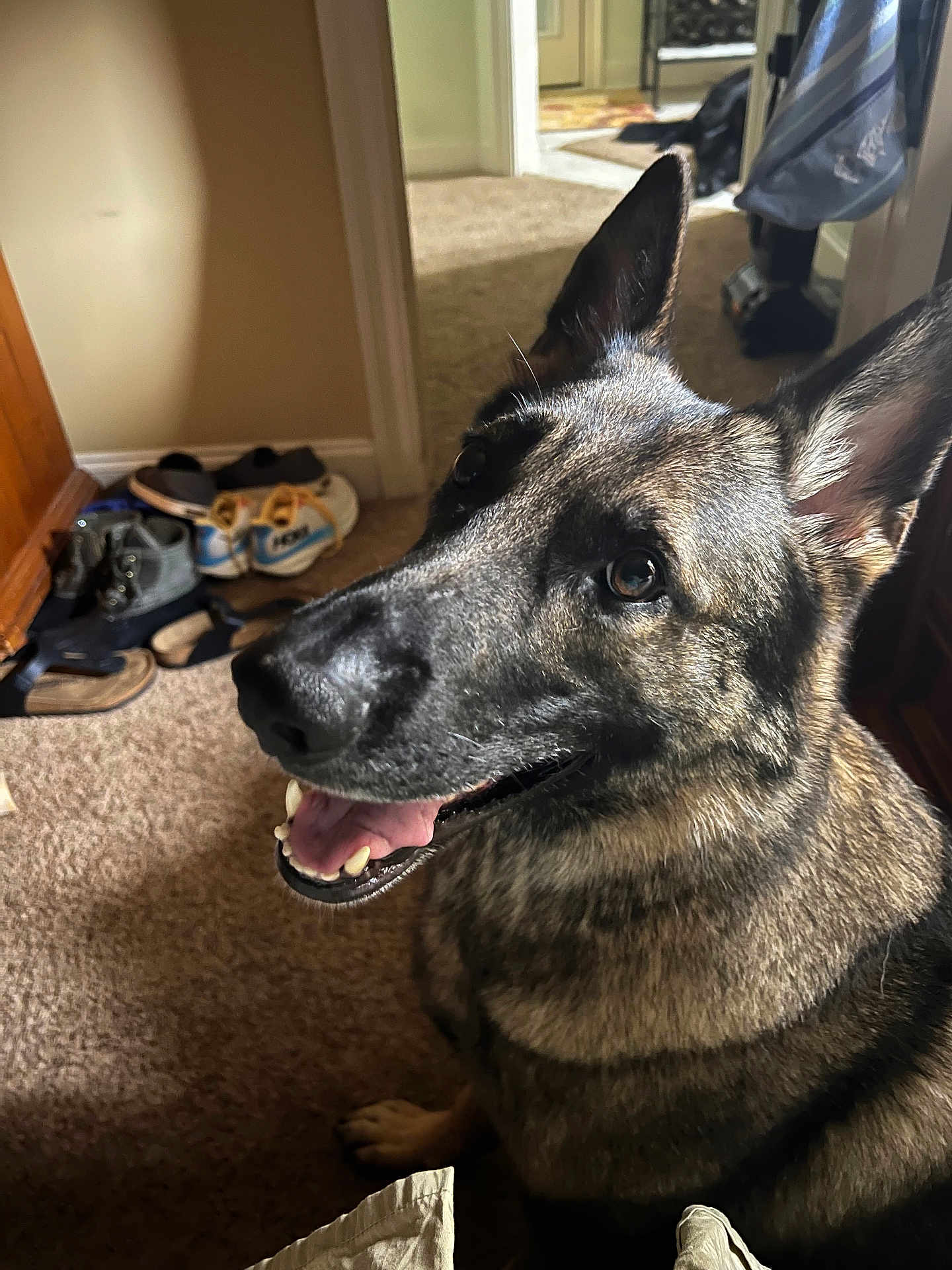 Gracie