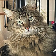 Simba participe au concours pour gagner de l'argent avec cette photo : cat, tabby, fluffy, indoor, green_eyes, whiskers, fur, pet, animal, portrait, close_up, staircase, home, domestic_cat, feline, curious, face, ears, nose, background