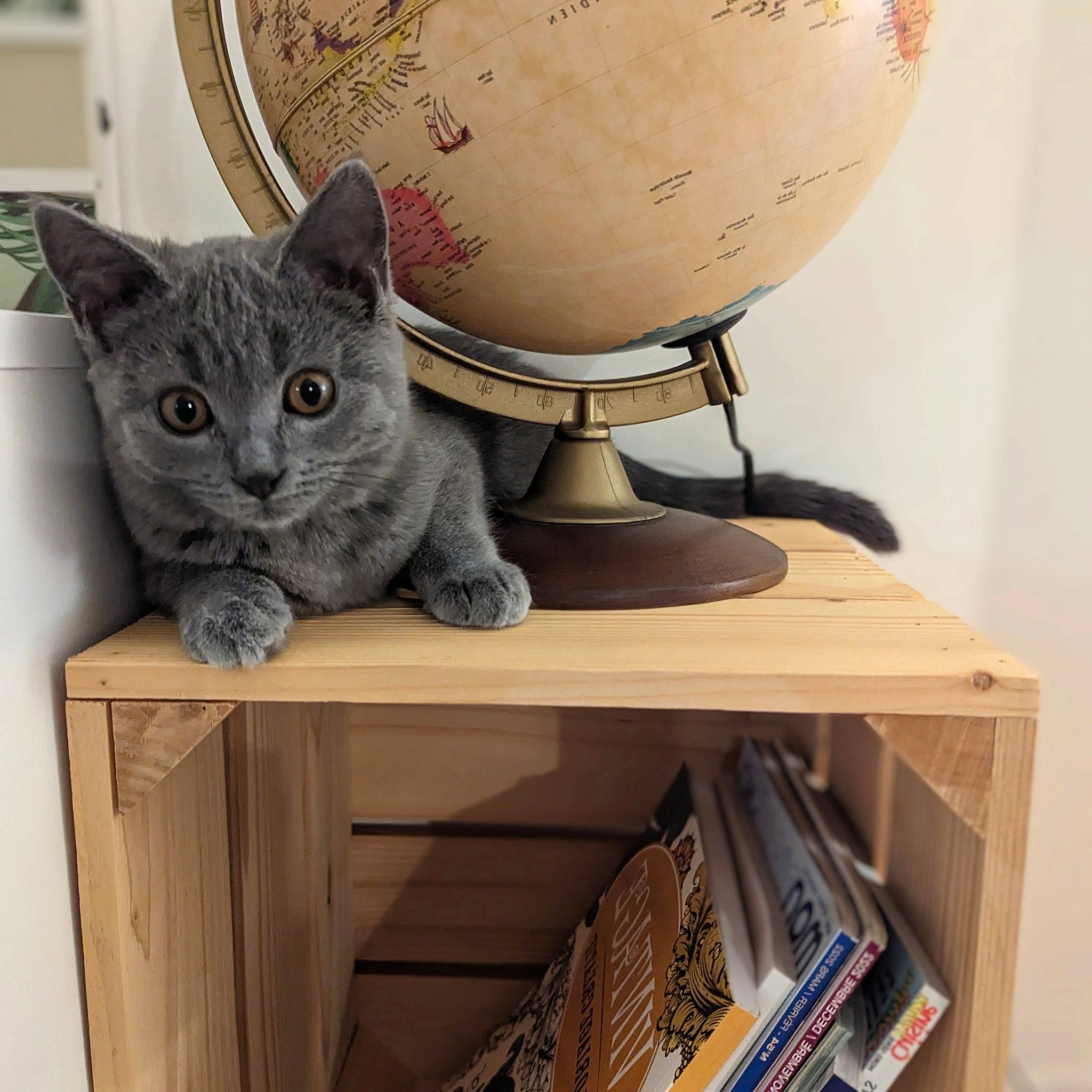 Upsie a rejoint le concours — aidez-le/la à gagner de superbes lots ! artifact, bookcase, carnivore, cat, cat_supply, domestic_short_haired_cat, felidae, grey, mixing_bowl, room, russian_blue, serveware, shelf, shelving, small_to_medium_sized_cats, table, tail, whiskers, window, wood