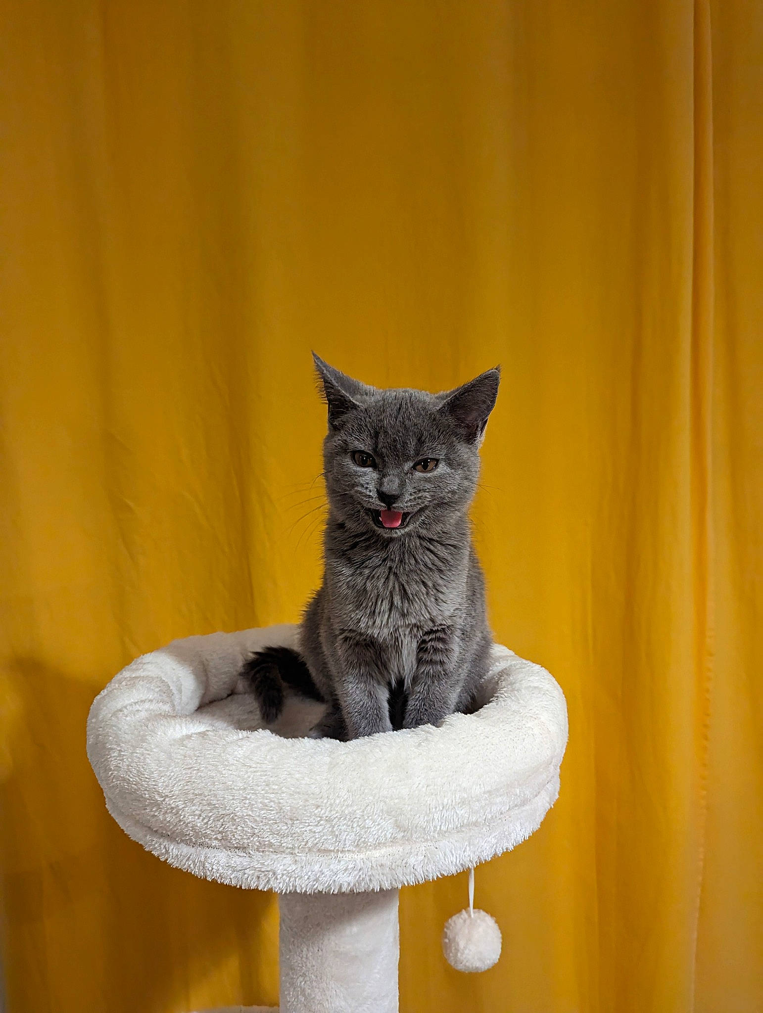 Upsie a rejoint le concours — aidez-le/la à gagner de superbes lots ! art, carnivore, cat, cat_supply, chair, curtain, domestic_short_haired_cat, felidae, fur, grey, pet_supply, plant, russian_blue, sculpture, small_to_medium_sized_cats, snout, tail, tree, whiskers, wood