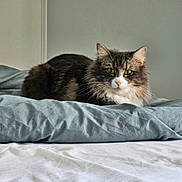 Violette participe au concours pour gagner de l'argent avec cette photo : cat, cat_face, feline, pet, long_hair, tabby, green_eyes, whiskers, fur, bed, blanket, duvet, indoor, portrait, resting, cozy, domestic_cat, gaze, animal, cute