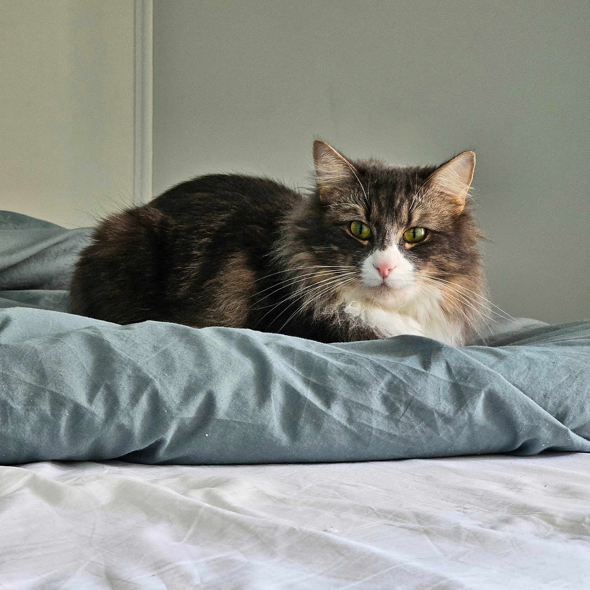 Violette participe au concours pour gagner de l'argent avec cette photo : cat, cat_face, feline, pet, long_hair, tabby, green_eyes, whiskers, fur, bed, blanket, duvet, indoor, portrait, resting, cozy, domestic_cat, gaze, animal, cute