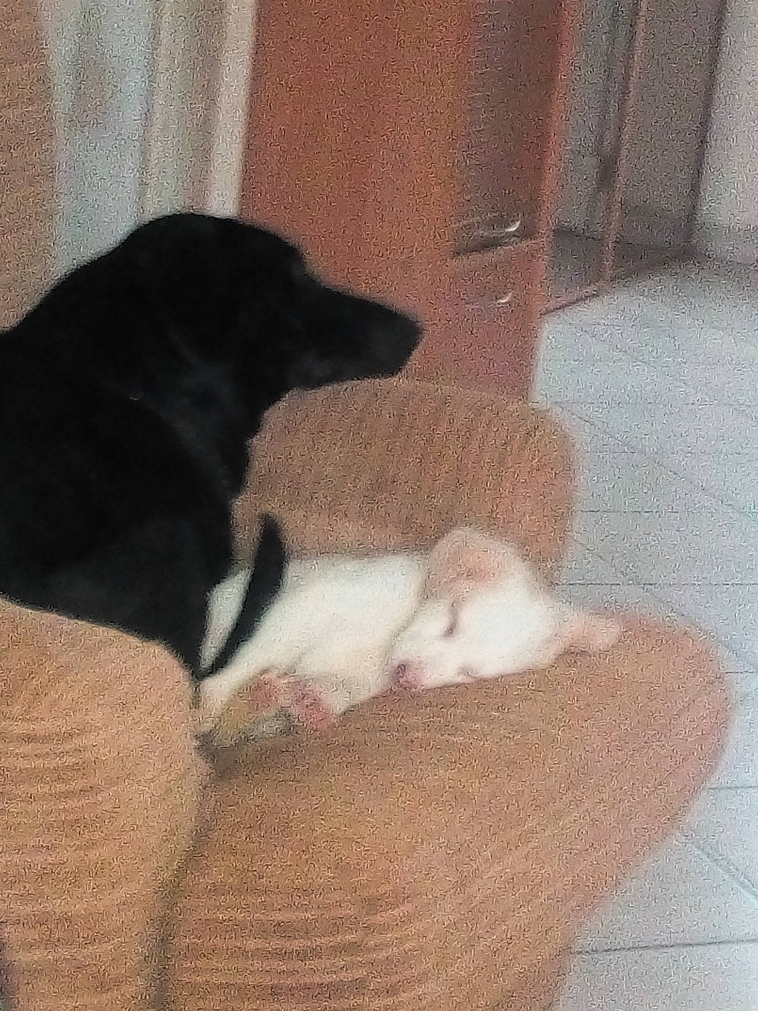 Dinky participe au concours pour gagner de l'argent avec cette photo : borador, canidae, carnivore, cat, dog, dog_breed, sporting_group, tail