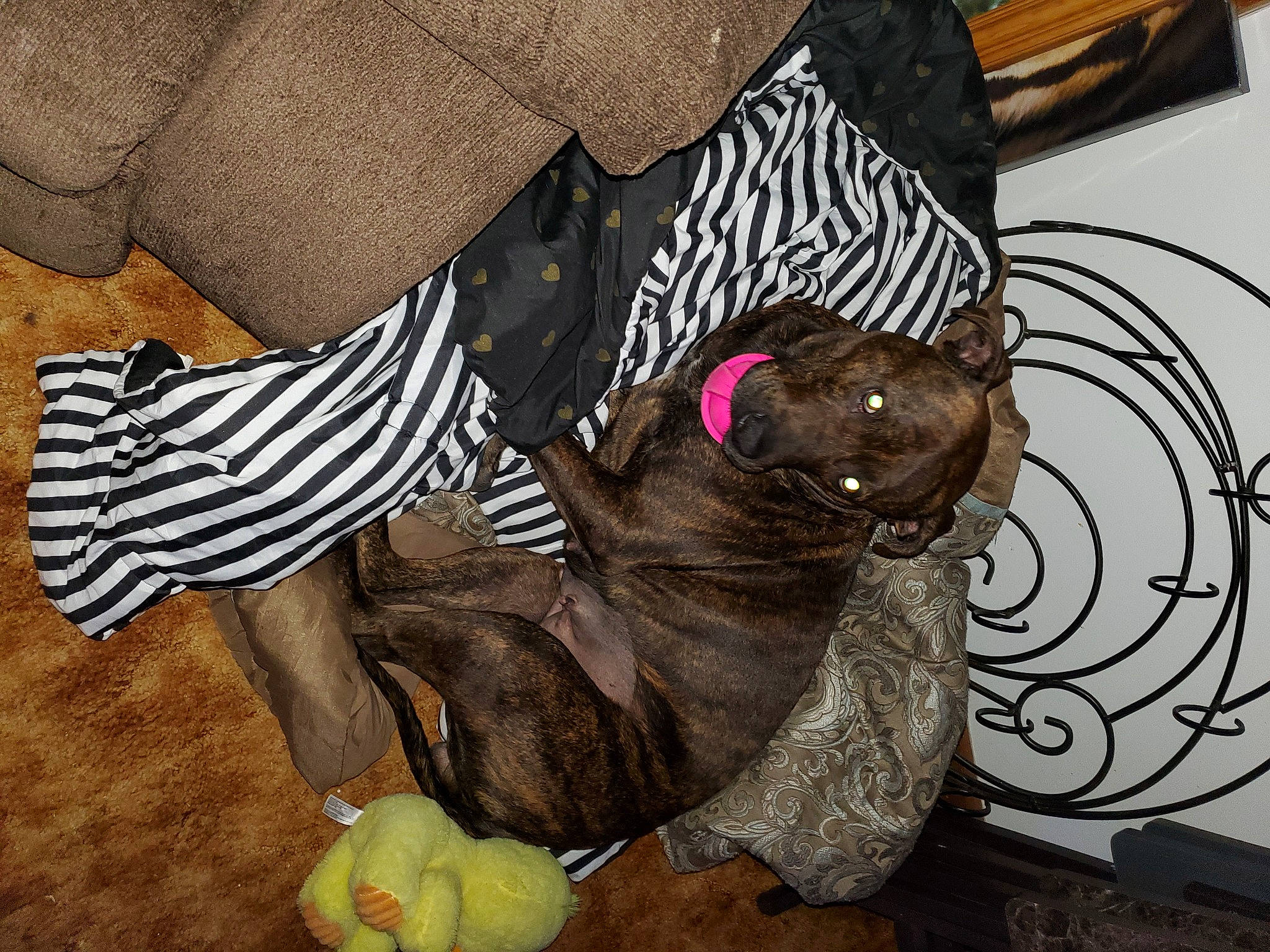 Bailey Marie joined the competition — help win amazing prizes! canidae, carnivore, comfort, companion_dog, dog, dog_breed, dog_supply, fashion_accessory, fawn, felidae, fur, guard_dog, small_to_medium_sized_cats, soil, sporting_group, stuffed_toy, tail, toy, whiskers, working_animal