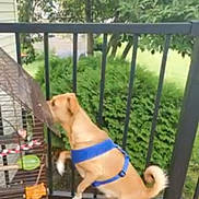 Molly Mae joined the competition — help win amazing prizes! carnivore, chair, collar, companion_dog, dog, dog_breed, dog_collar, dog_supply, fawn, fence, grass, leisure, mammal, outdoor_furniture, pet_supply, photo_caption, plant, thigh, tree, working_animal