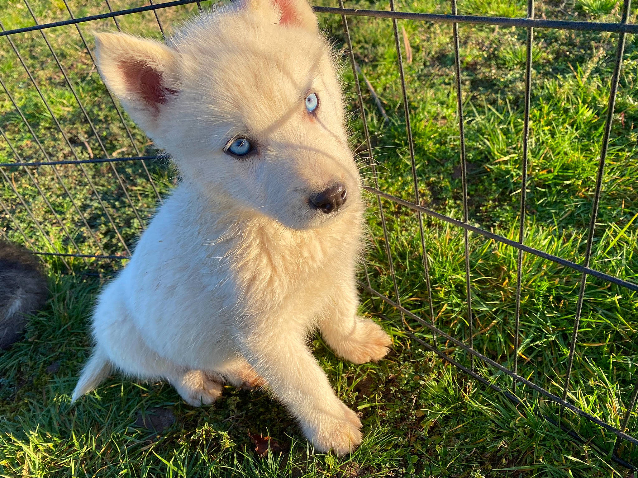 Gatsby participe au concours pour gagner de l'argent avec cette photo : canidae, carnivore, companion_dog, dog, dog_breed, fawn, fence, fur, grass, grassland, mesh, pasture, plant, snout, sporting_group, tail, terrestrial_animal, whiskers, wire_fencing, working_animal