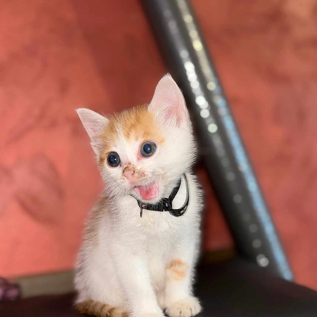 Smoky participe au concours pour gagner de l'argent avec cette photo : animal, background_blur, black_collar, cat, closeup, collar, cute, ears, expression, feline, fur, indoor, kitten, orange, pet, sitting, small, whiskers, white, young