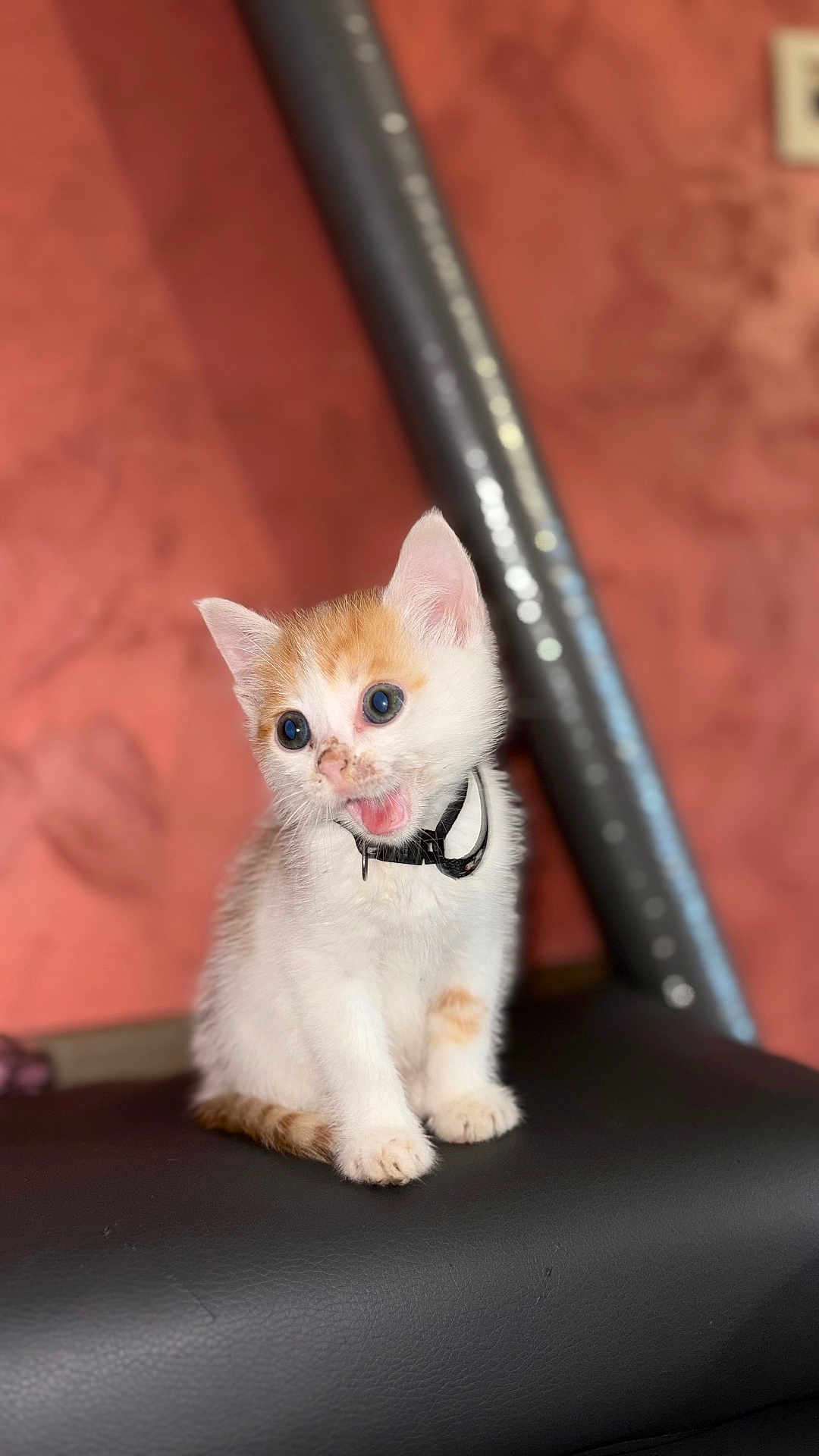 Smoky participe au concours pour gagner de l'argent avec cette photo : kitten, cat, animal, pet, white, orange, fur, sitting, collar, black_collar, indoor, closeup, cute, small, young, feline, whiskers, ears, expression, background_blur