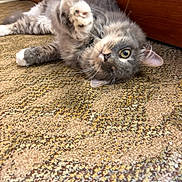 Clyde is registered to the contest to win money with this photo: animal, carpet, cat, closeup, cute, domestic_cat, feline, floor, fur, gray_cat, indoor, lying_down, paw, pet, playful, raised_paw, relaxed, texture, whiskers, wooden_background