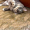 animal, carpet, cat, closeup, cute, domestic_cat, feline, floor, fur, gray_cat, indoor, lying_down, paw, pet, playful, raised_paw, relaxed, texture, whiskers, wooden_background
