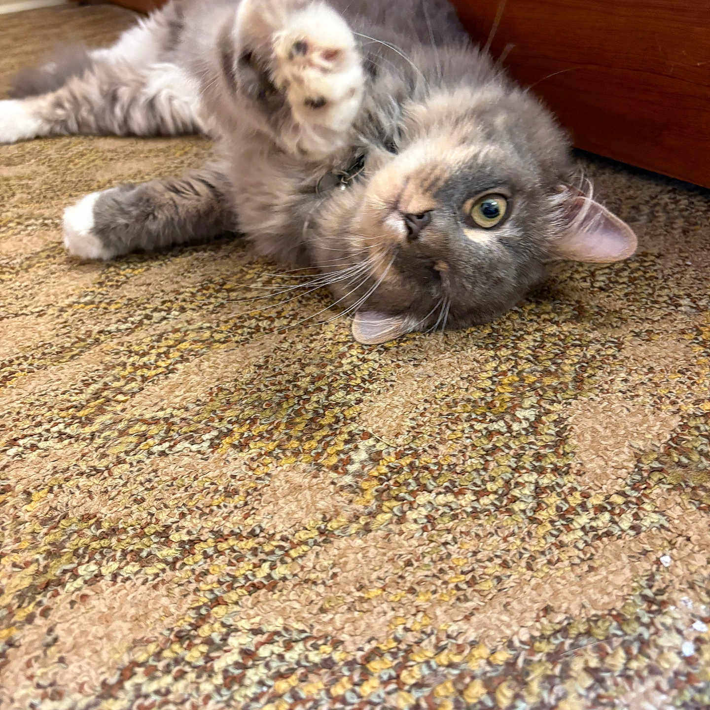 Clyde