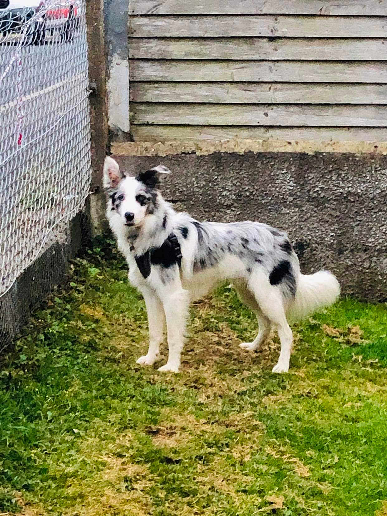 Merlin