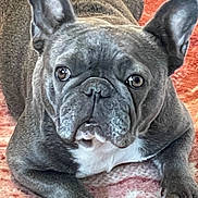 Bella Blue is registered to the contest to win money with this photo: animal, bat_ears, black_nose, blanket, blue_gray_coat, brown_eyes, close_up, cozy, cute, dog, french_bulldog, funny_expression, indoor, lying_down, paws, pet, portrait, puppy, white_chest, wrinkled_face