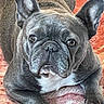animal, bat_ears, black_nose, blanket, blue_gray_coat, brown_eyes, close_up, cozy, cute, dog, french_bulldog, funny_expression, indoor, lying_down, paws, pet, portrait, puppy, white_chest, wrinkled_face