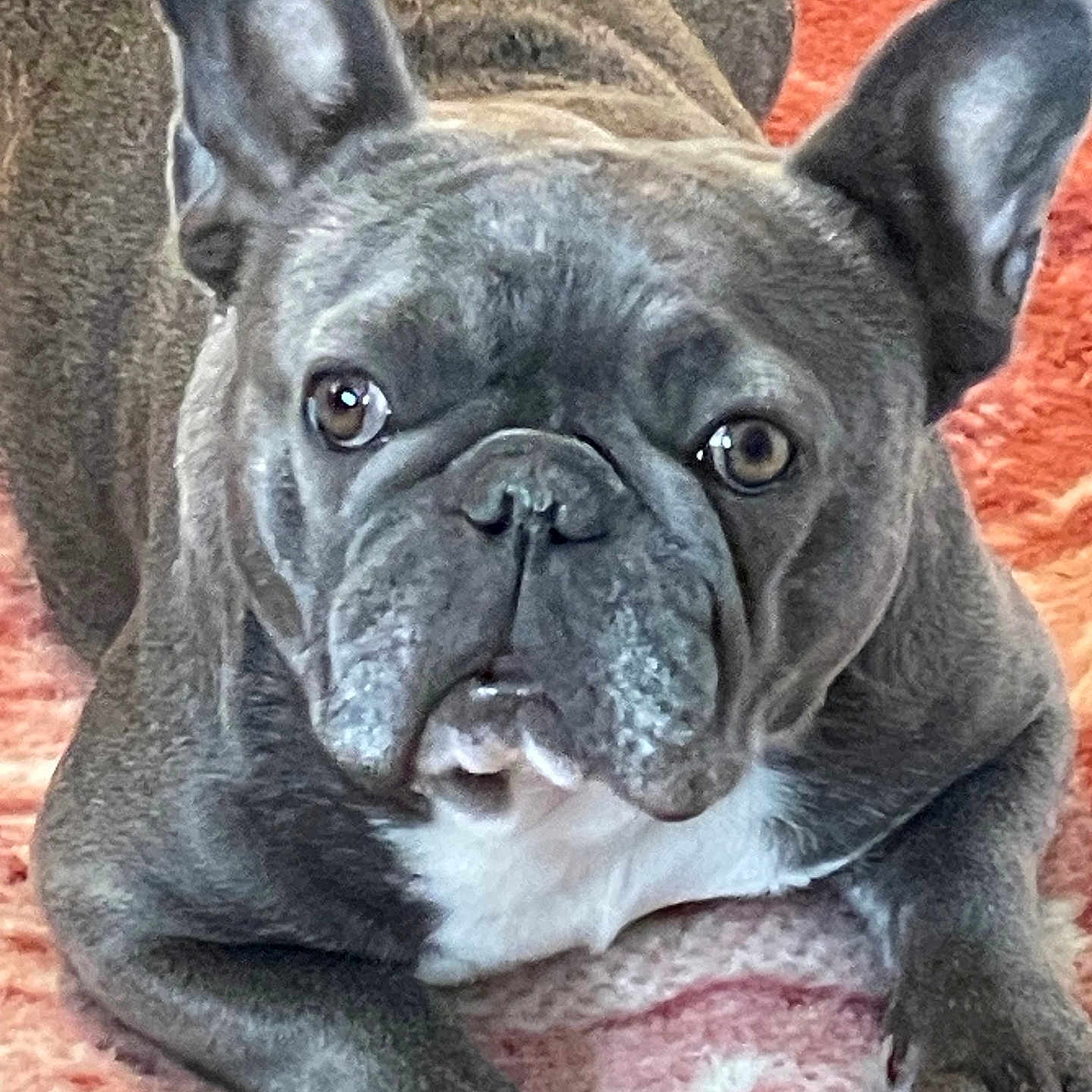 Bella Blue is registered to the contest to win money with this photo: animal, bat_ears, black_nose, blanket, blue_gray_coat, brown_eyes, close_up, cozy, cute, dog, french_bulldog, funny_expression, indoor, lying_down, paws, pet, portrait, puppy, white_chest, wrinkled_face