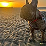 Bob participe au concours pour gagner de l'argent avec cette photo : animal, beach, brindle, canine, collar, dog, french_bulldog, leash, nature, outdoor, peaceful, pet, quiet, ripples, sand, side_view, sky, sun, sunset, water